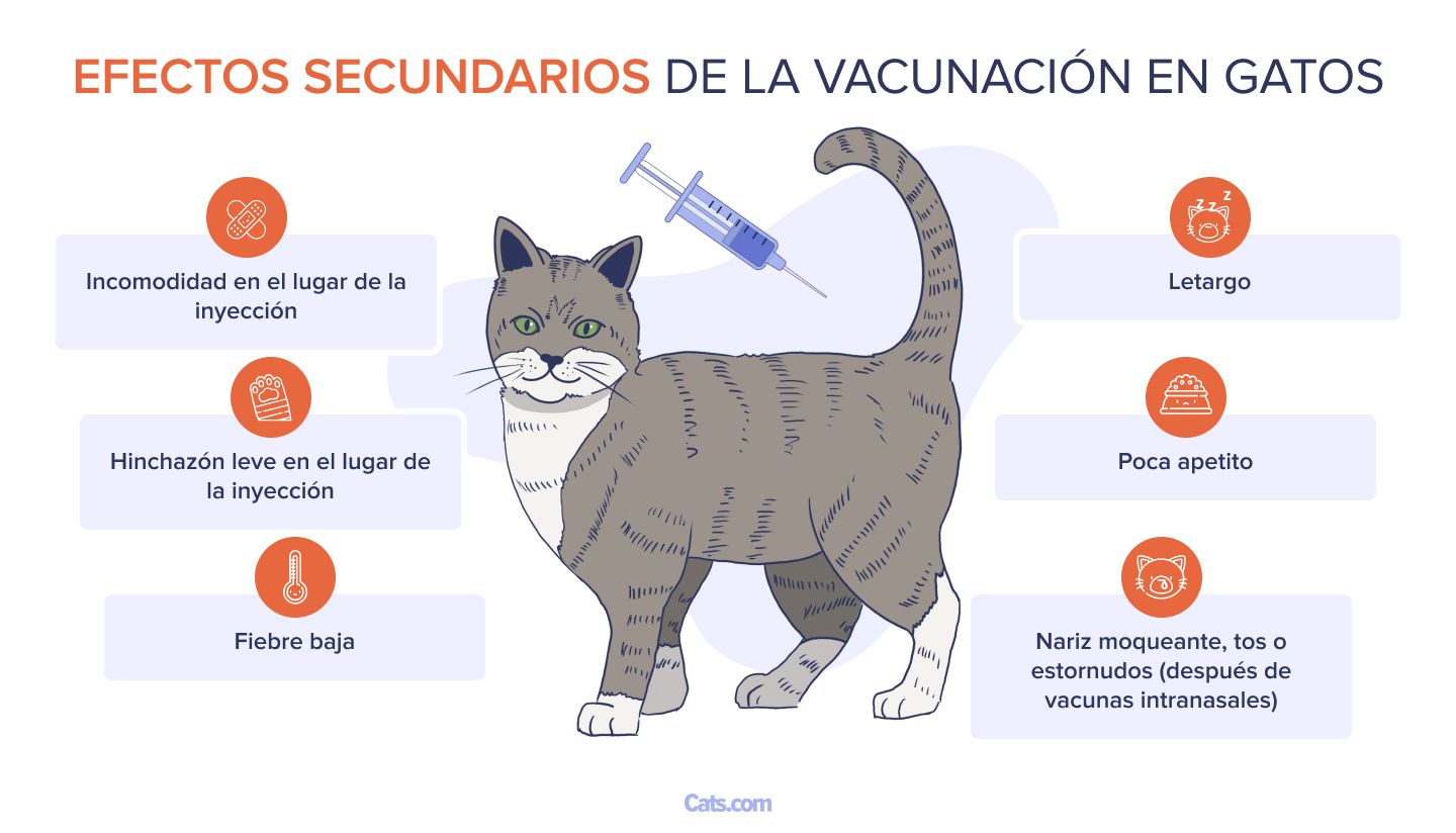 Efectos secundarios de la vacunación en gatos