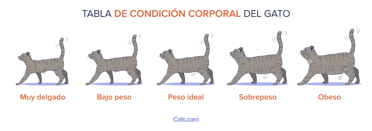 Tabla de obesidad felina