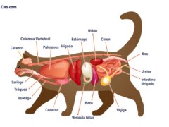 Una imagen relacionada con los órganos felinos, posiblemente ilustrando la anatomía de los órganos internos de un gato.