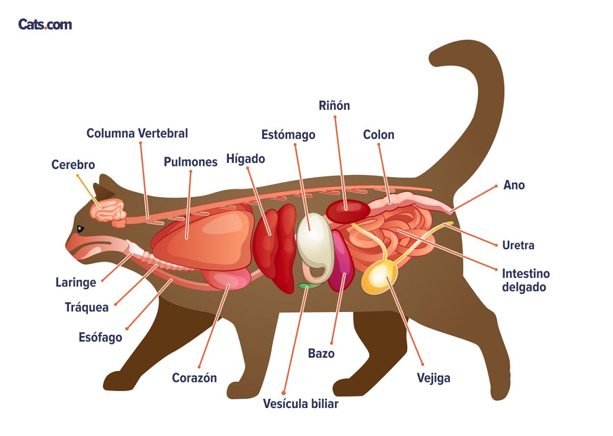 Una imagen relacionada con los órganos felinos, posiblemente ilustrando la anatomía de los órganos internos de un gato.