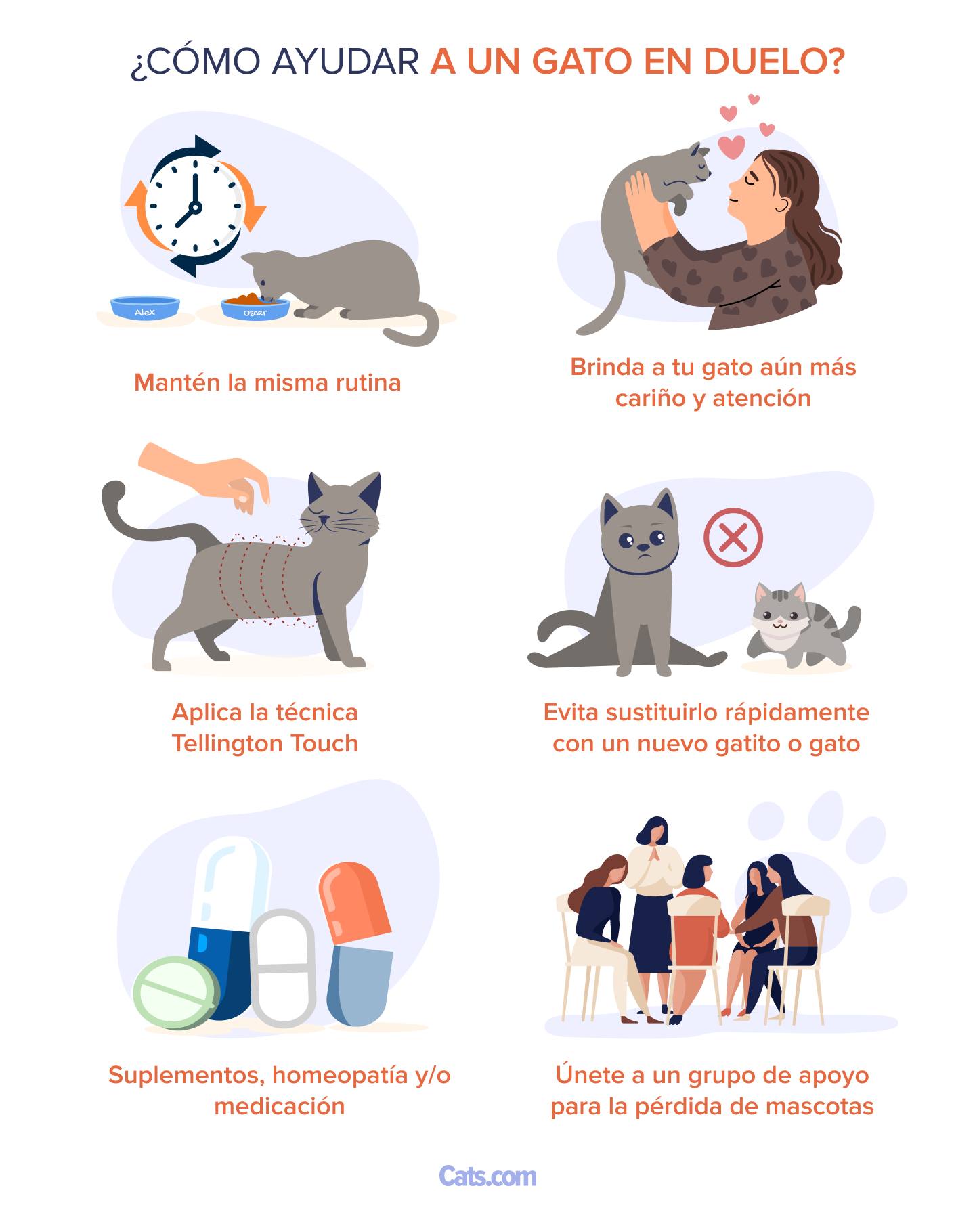 Cómo ayudar a un gato en duelo