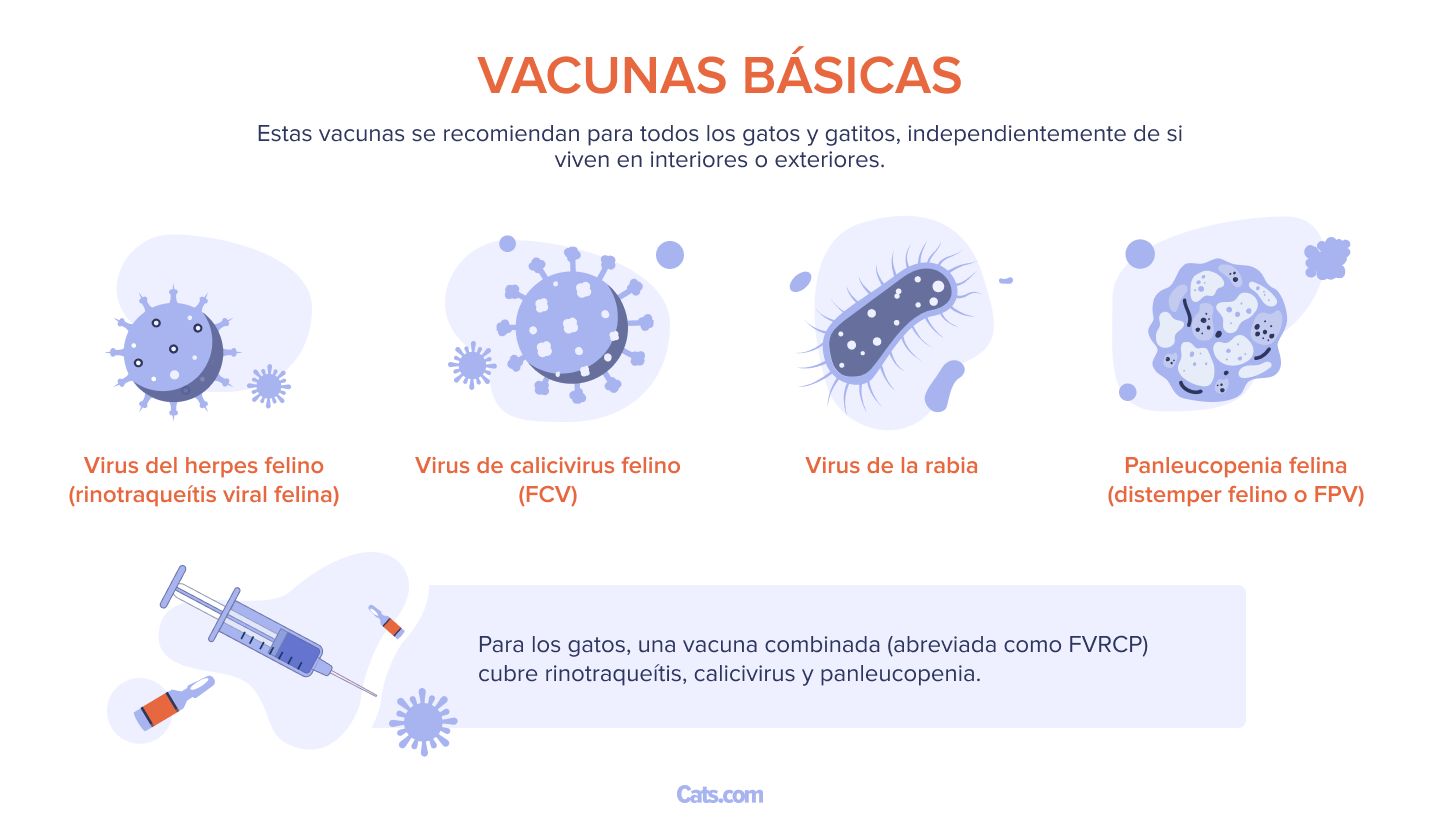 ¿Qué vacunas necesitan los gatos?