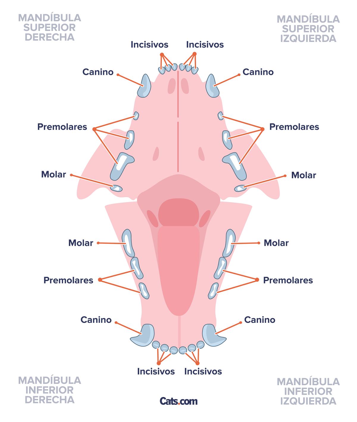 Dientes