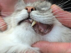 Feline Gingivitis Causes, Symptoms, & Treatment