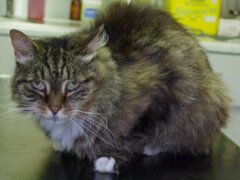 Feline Leukemia Virus