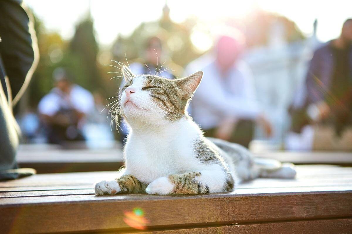 Gato-en-la-calle-de-Estambul-Turquia