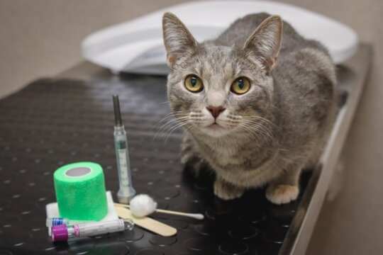 ¿Con qué frecuencia debe tu gato visitar al veterinario?