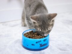 Grey White Tabby Striped Kitten Eating Instinct Original Kitten Grain Free Recipe With Real Chicken Dry Kibble Cat Food