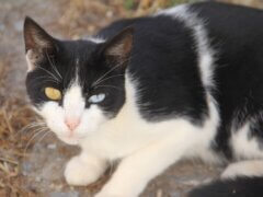 Heterochromia In Cats