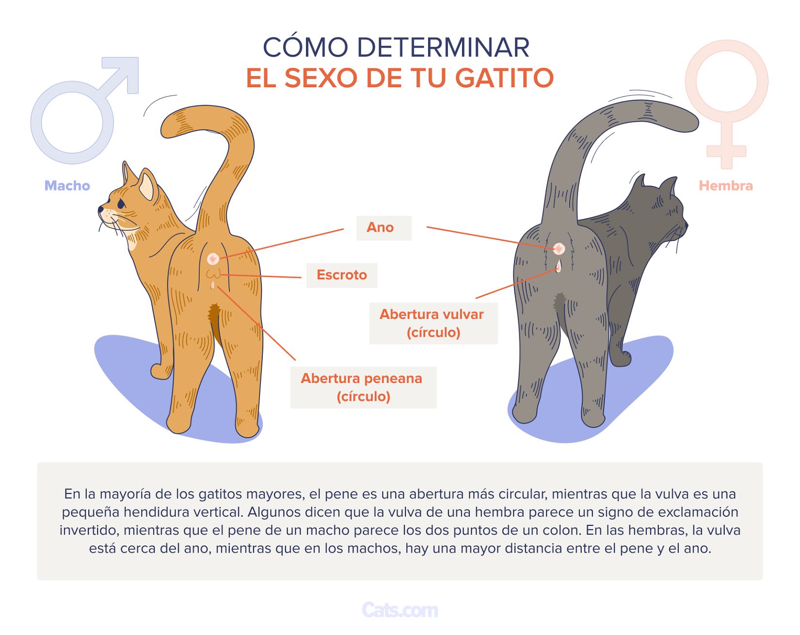 ¿Cómo determinar el sexo de los gatitos?