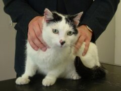 Inflammatory Bowel Disease (IBD) in Cats