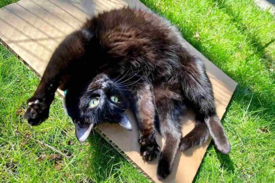 Los 5 tipos de personalidad de los gatos: ¿cuál es el de tu gato?