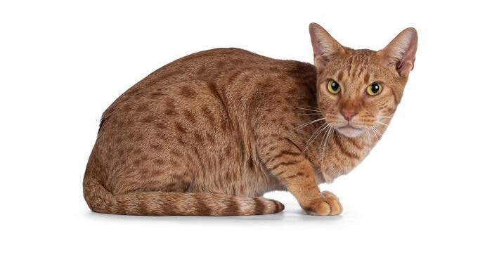 Ocicat