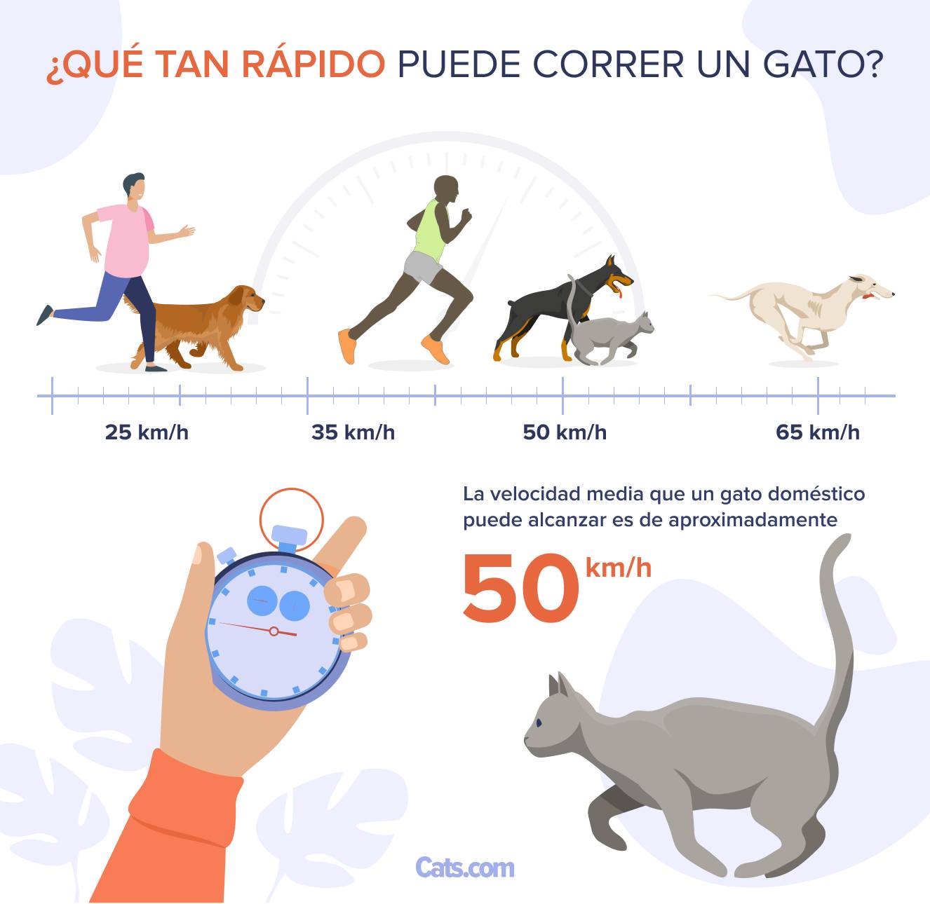 ¿Qué tan rápido puede correr un gato?