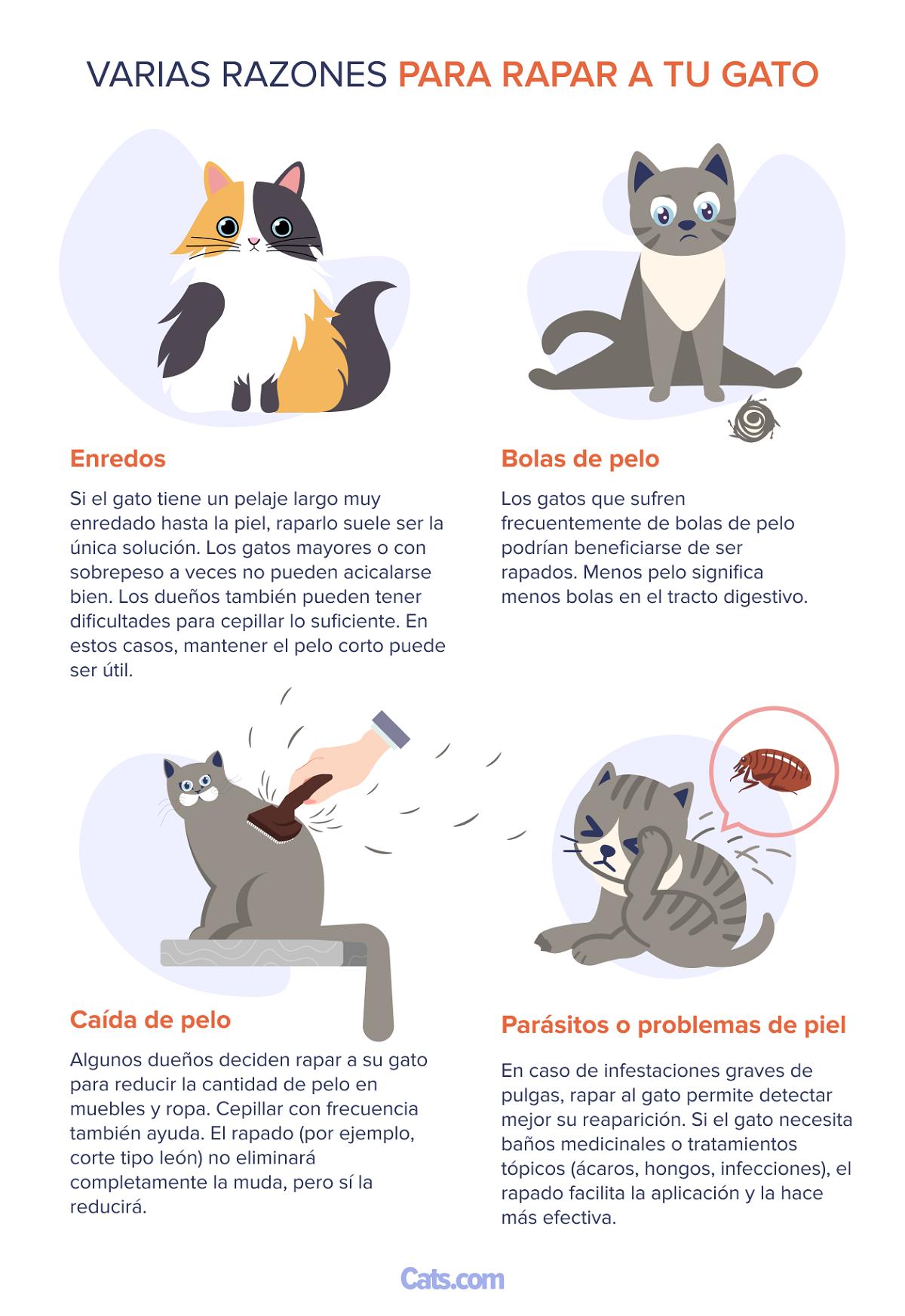 Razones para cortar el pelaje de un gato