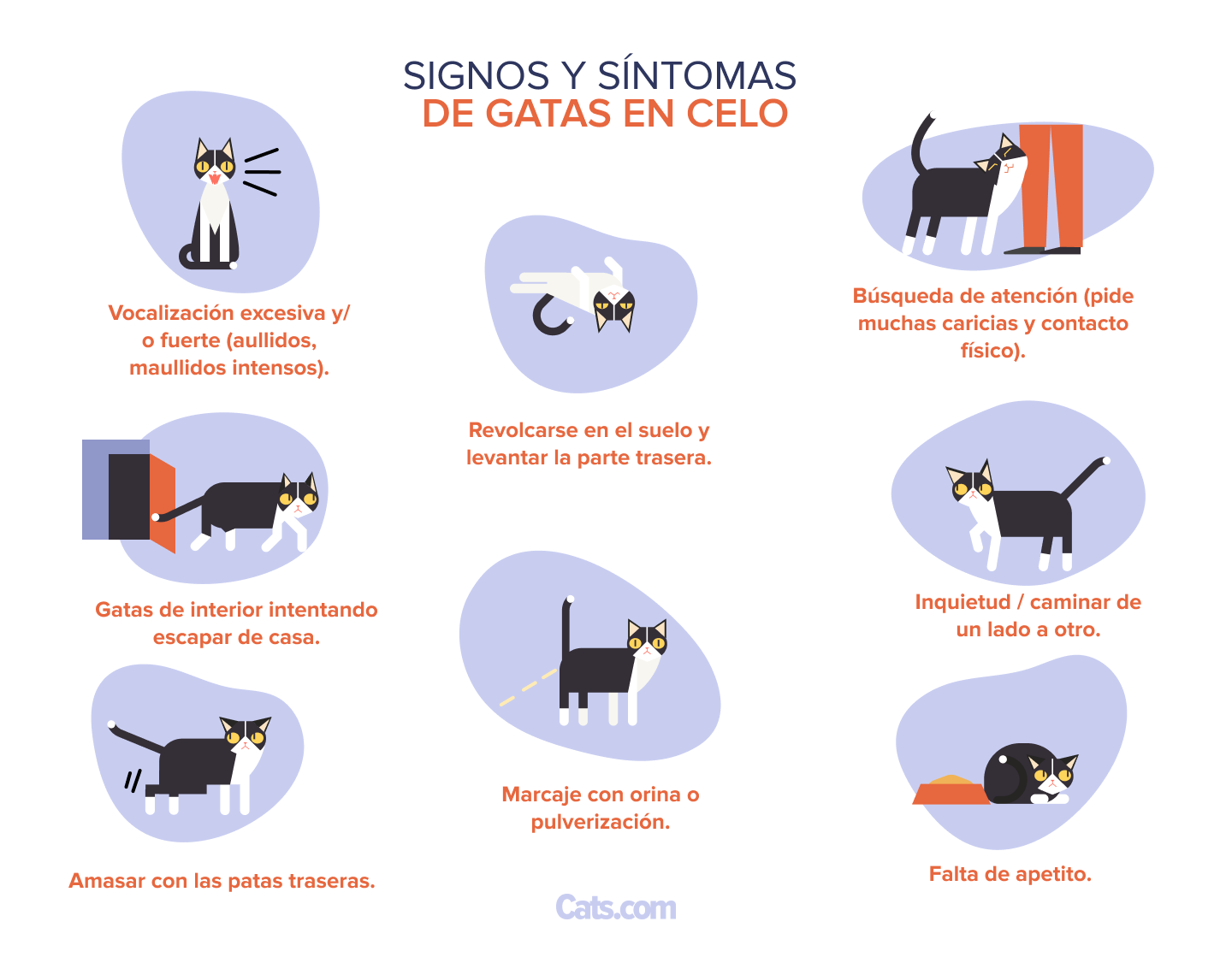 8 Señales de que tu gata está en celo