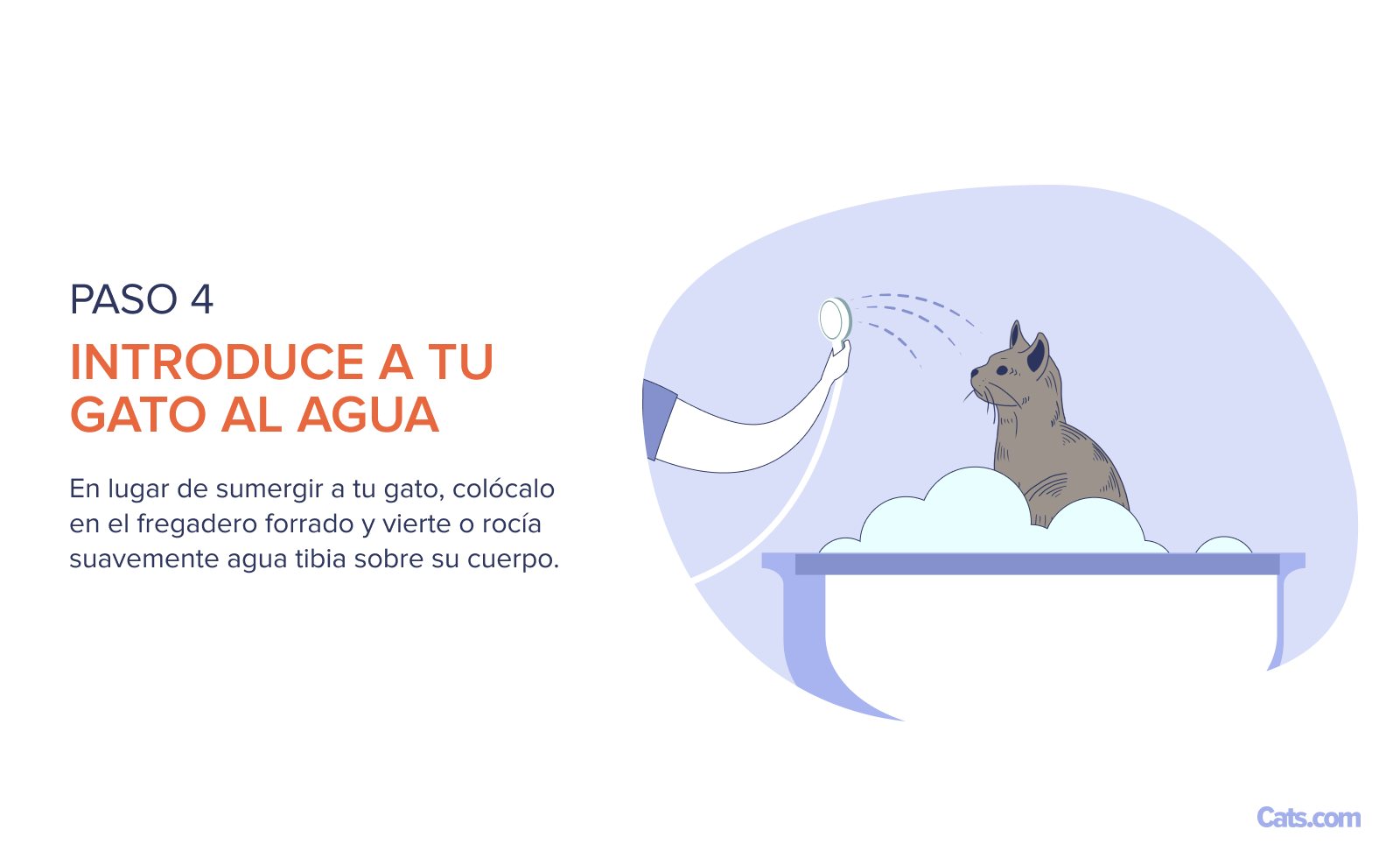 Paso 4: Introducción al agua