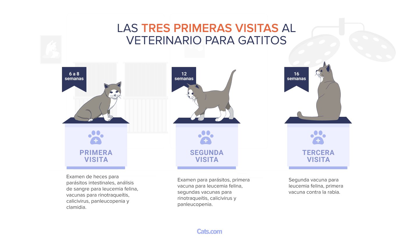 A continuación, te ofrecemos un breve resumen de las tres primeras visitas al veterinario para gatitos: