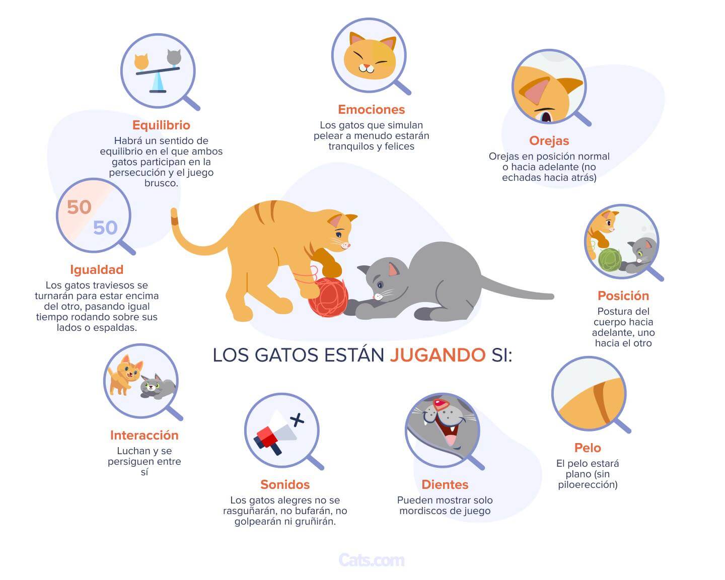 Señales de que tus gatos están jugando