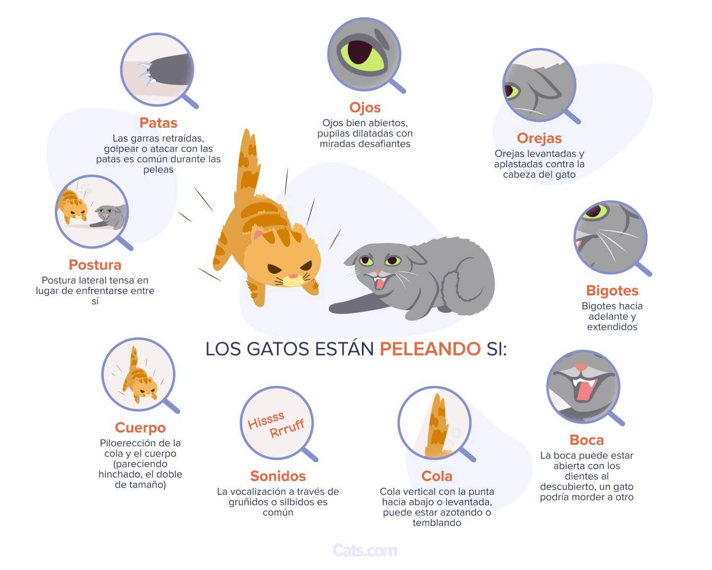 Señales de que tus gatos están peleando