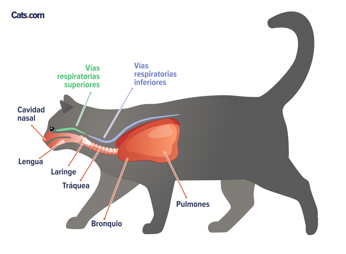 Infecciones de las vías respiratorias superiores en gatos