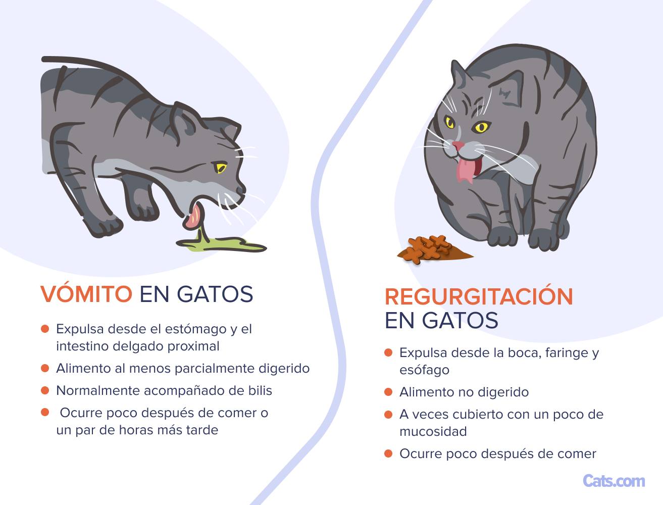 Vómitos o regurgitación: ¿qué estoy viendo?