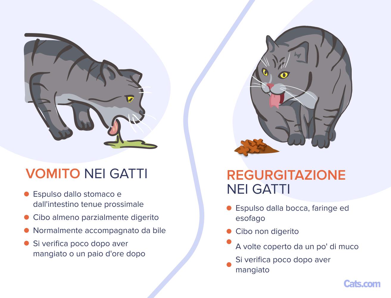 Regurgitación o vómitos en gatos