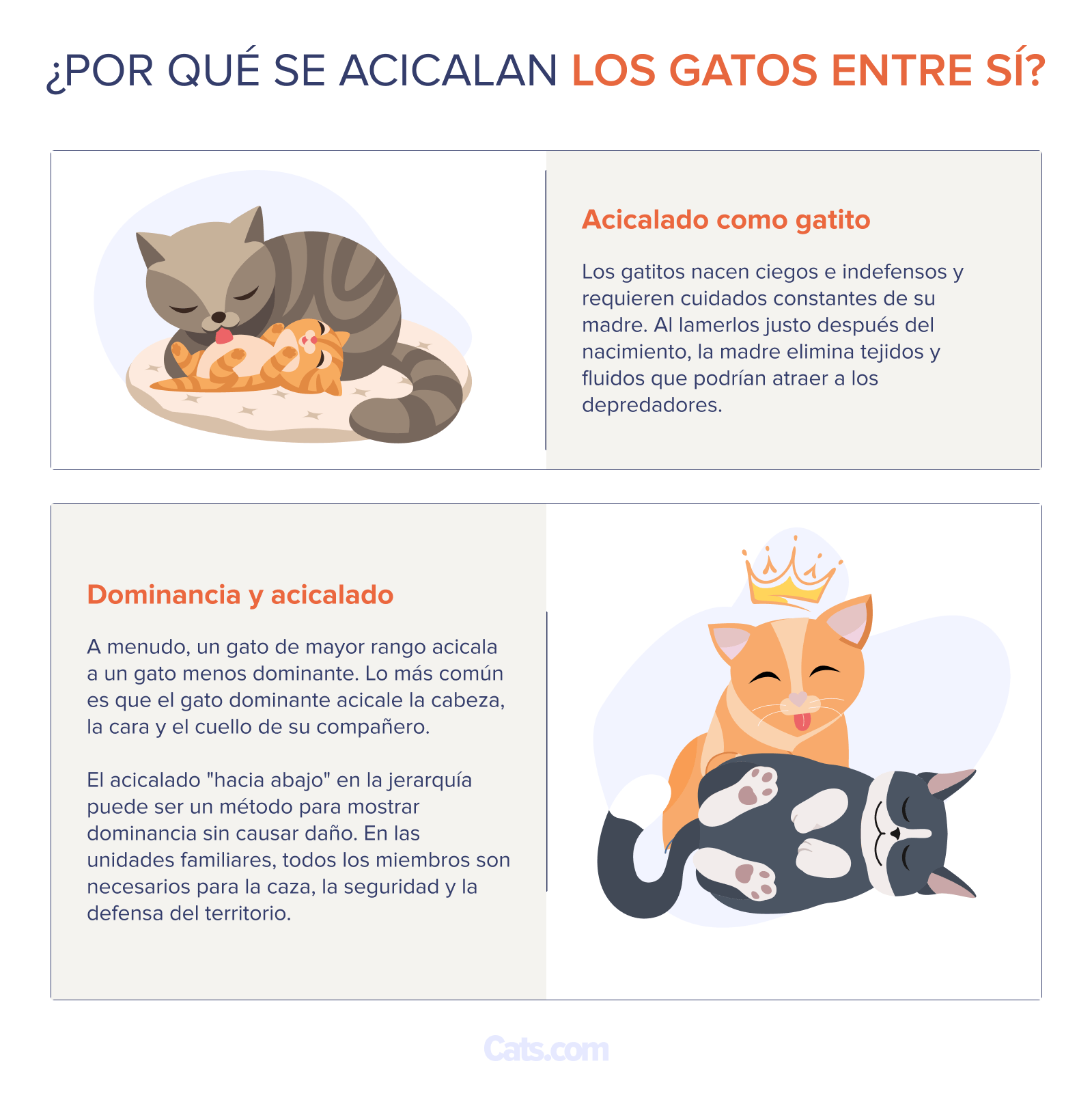 ¿Por qué los gatos se lamen entre sí?