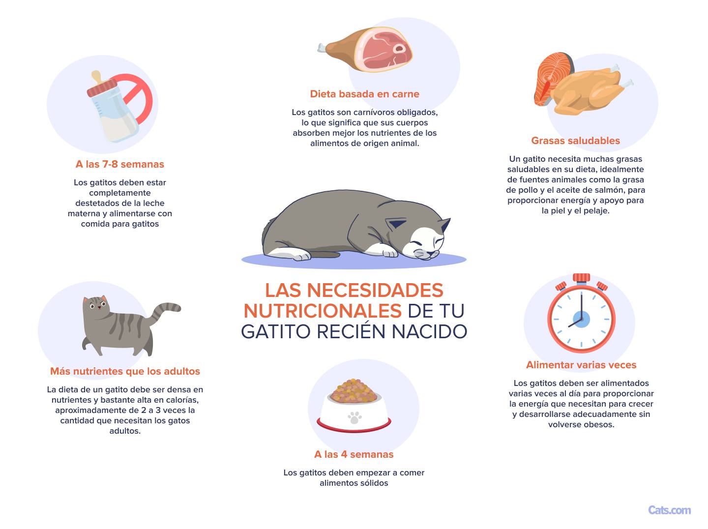 Cómo entender las necesidades nutricionales de tu gatito recién nacido?
