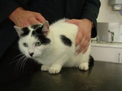 black and white cat