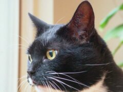 black cat with disease