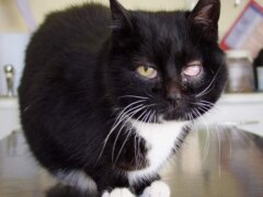 black eye cat with eye disease in the table