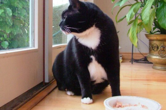 ¿Cuánto hay que darle de comer a un gato?