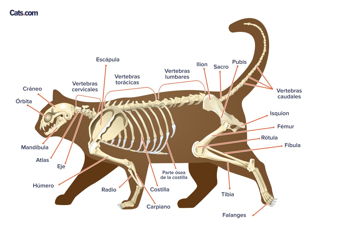 Huesos etiquetados del esqueleto de un gato
