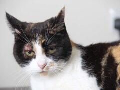 calico cat with skin disease
