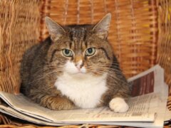 cat sitting inside the basket