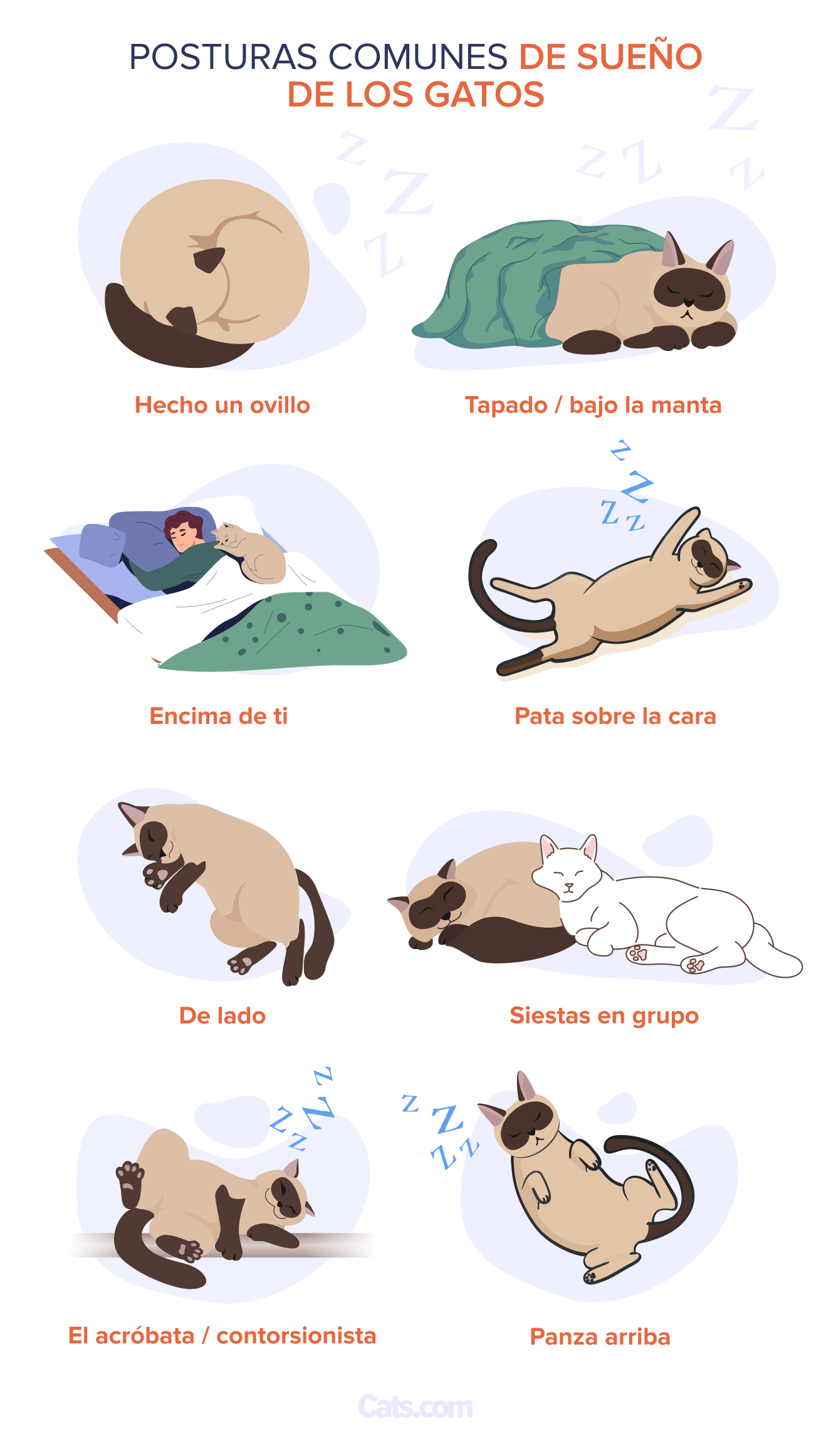 cat sleep positions_es