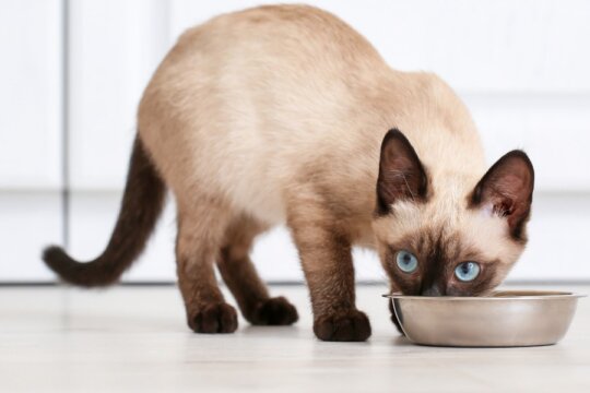 La guía completa de alimentación: desde gatitos hasta adultos mayores