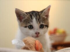 kitten playing toys