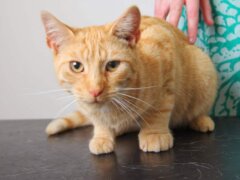 orange cat in the table