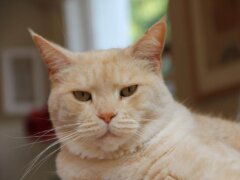 orange cat looking at the camera