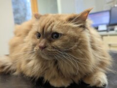 orange fluffy cat