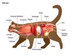 órganos de gatos