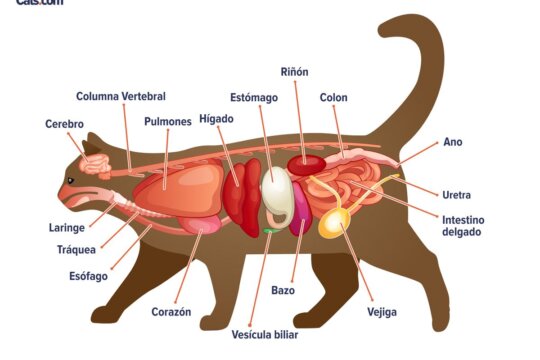 Guía de anatomía del gato
