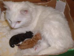 queen cat and kittens