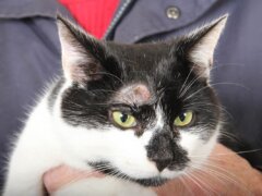 skin diseases in cat