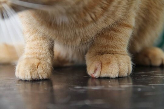 ¿Cómo tratar a un gato con una pata hinchada?