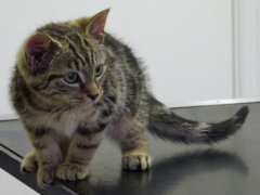 tabby kitten