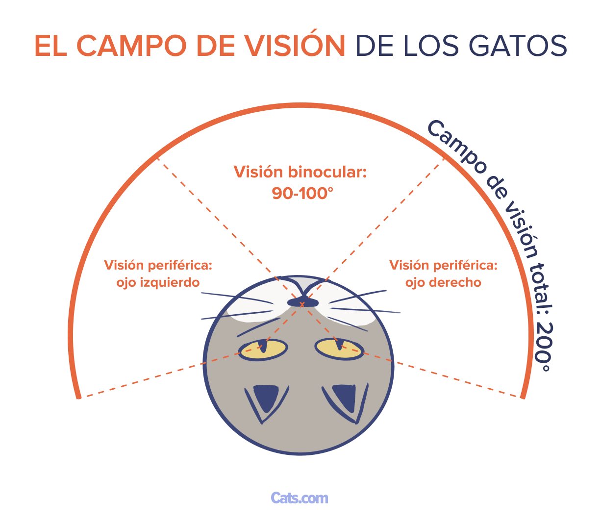Campo de visión