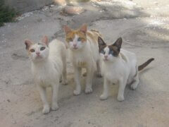 three cat outside